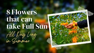 8 Gorgeous Flowers That Can Take Full Sun All Day Long in Summer 🌼😍