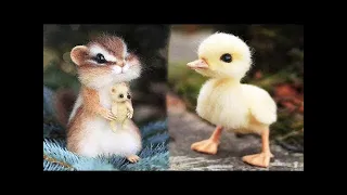 AWW SO CUTE! Cutest baby animals Videos Compilation Cute moment of the Animals   Cutest Animals #1