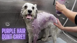 Matted Poodle Mix Transformation!