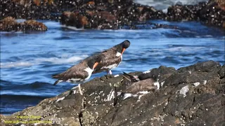 Shorebirds on the rocks in south Uruguay by Antonio Silveira.