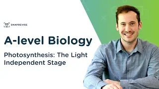 Photosynthesis: The Light Independent Stage | A-level Biology | OCR, AQA, Edexcel