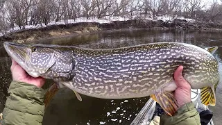 Spring Fishing For River Predators!