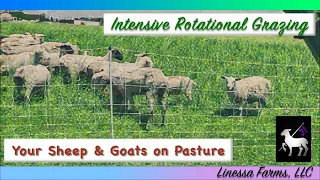 Intensive Rotational Grazing: 50 Sheep and Goats on 4 Acres