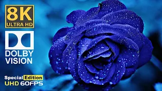 8K HDR 60FPS Dolby Vision Demo (Colourful Flowers) #dolbyvisiondemo8k @DolbyVisionDemo8k