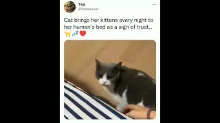 Cat brings a kitten to human owner every night as a sign of trust