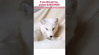 🦊Do You Want A White Fox As Pet?❤️ Arctic Fox with beautiful blue eyes