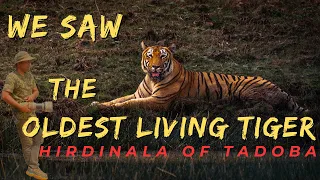 Tiger Safari - Sighting of Oldest Living Tiger - HIRDINALA | Tadoba - Pangadi / Zari gate