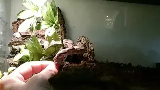 Boa constrictor handfeeding // Императорский удав ест с рук.