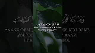 Умар сильдинский очень красивое чтение Корана(0000)