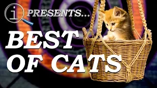 QI Compilation | Best Of Cats