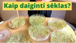 Kaip daiginti sėklas? | Daiginimas | Daigai