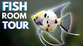 Fish Room Tour - Angelfish, Endlers, Bristlenose, Rainbowfish and Apistogramma Breeding Setups