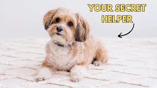 5 Things Your Shih Tzu Does for You Without You Knowing