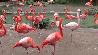 American Flamingos,  San Diego Zoo,  California