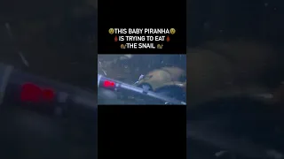 Baby piranha, trying to eat snail