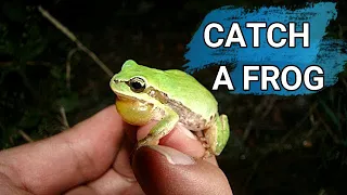 How do you photograph a frog? Is wildlife photography easy? Like a frog cartoon | amphibians list