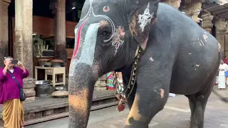 По улицам слона водили....