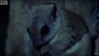 David Attenborough Talks About The Flying Squirrel | BBC Earth