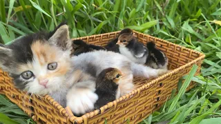 Kitten and Chick Play Together😘A Heartwarming Friendship in the Meadow🤣子猫とひよこが一緒に遊ぶ！草原での心温まる友情. Cute