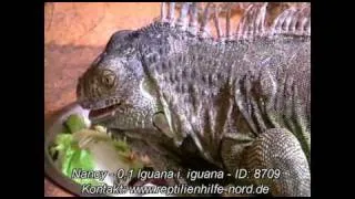 Reptilienhilfe-Nord.de - Abgabetier - Iguana iguana - Grüner Leguan