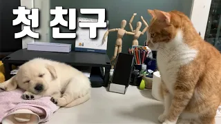 세상 무해한 조합❤️ 리트리버와 고양이들 첫 만남 / retriever meeting my cats for the first time #유기견입양