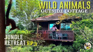 Jungle cottage facing tiger reserve forest | Jeep safari at night | Jungle retreat Wayanad EP3