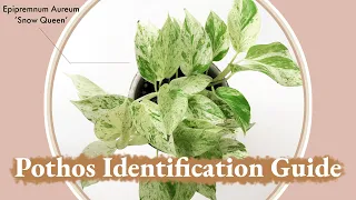 Pothos Identification Guide | Epipremnum Aureum 'Marble Queen' vs 'Snow Queen'?!