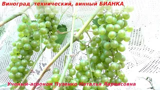 Технический, винный виноград БИАНКА (Пузенко Наталья Лариасовна)