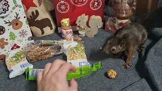 Eichhörnchen beim Geschenke auspacken