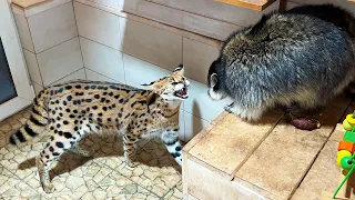 SERVAL STEALS FROM RACCOON AND FOX / Gora's reaction to avocado