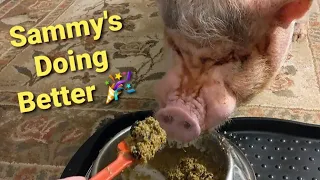 Sammy The Mini Pig Is Doing Much Better! | Dinner Time - YUMMY!
