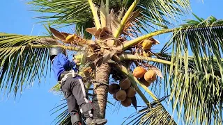 Vua Khỉ Cưa Cây Dừa Cuối Cùng Trong Chuyến Đi Gò Công. Sawing a coconut tree