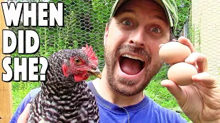 When Do Chickens Start To Lay Eggs? 3 Easy Ways To Tell