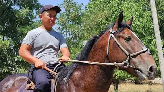 ТОРУ КАШКА Амантурдан арзан чыкты 2000 доллар🔥26 июля 2023 г.