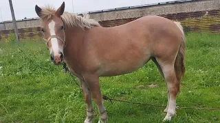 ЦЫГАНСКИЕ ЛОШАДИ🐎КОБЫЛКА МОНЕТА ОТ НАШЕЙ МАРУСИ🐴💪