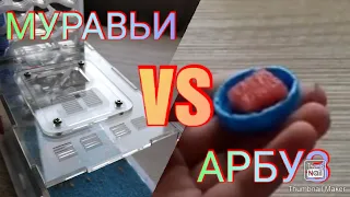 ЧТО ЕСЛИ ДАТЬ МУРАВЬЯМ АРБУЗ? Странная реакция.