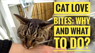 Cat Love Bites❣️Meaning & How To Respond To Love Biting