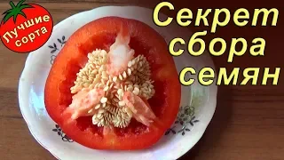 СОБИРАЙТЕ ТАК СЕМЕНА ПЕРЦА! Лучше всходят и долго хранятся