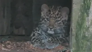 Rare Amur Leopard Cubs Emerge From Their Den!