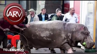 Escapan leones, tigres, osos y lobos de un zoológico | Al Rojo Vivo | Telemundo