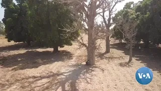 Burkina Faso’s Baobab Tree Entrepreneur Rewilding the Sahel