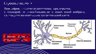 Biology  для всех. Нервная система.  Нервная ткань. Baranciuc Liudmila