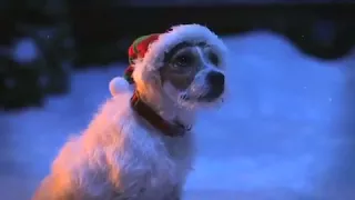 Cute dog is helping Santa