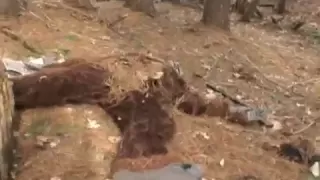 BIGFOOT FOUND DEAD