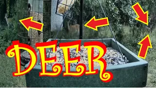 Deer Feeding in the Wild behind the SC Wildlife Live TV Bird Feeder Cam LIVE BIRDWATCHING #deer #doe