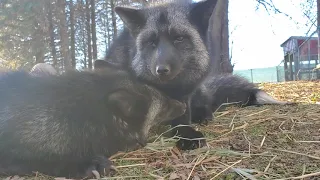 Foxes groom eachother