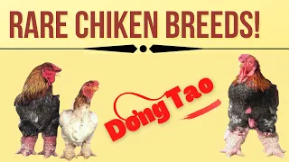 Dong tao chicken | Dong Tao dragon Chicken | Ding tao chicken feet!