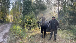 Охота на кабана в одиночку. Удача так близко. День первый. Wild boar hunting alone.