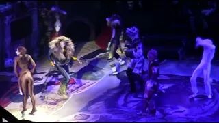 Tyler Hanes - The Rum Tum Tugger - Cats