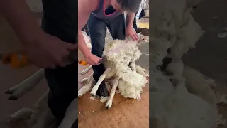 Lamb shearing